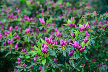 morning unblown bright pink flower buds of rhododendron plants with green leaves on background in park or garden, horizontal outdoors stock photo image wallpaperの写真素材