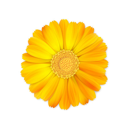 top view of realistic 3d orange and yellow calendula or marigold flower bud isolated on white background, stock vector illustration design element for designのイラスト素材