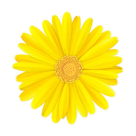top view of realistic 3d orange and yellow calendula or marigold flower bud isolated on white background, stock vector illustration design element for designのイラスト素材