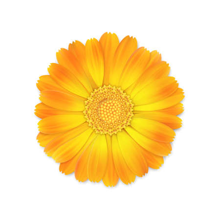 top view of realistic 3d orange and yellow calendula or marigold flower bud isolated on white background, stock vector illustration design element for designのイラスト素材