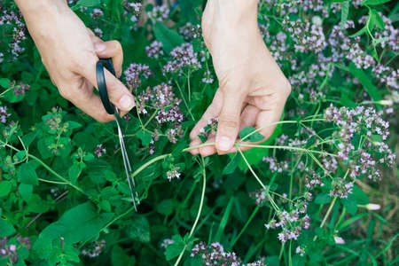 womans hand cutting fresh oregano plant close-up, horizontal lifestyle outdoors summer floral and botanical stock photo imageの写真素材