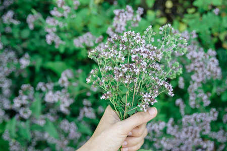 womans hand keep fresh cutting oregano plant bouquet close-up, horizontal lifestyle outdoors summer floral and botanical stock photo imageの写真素材