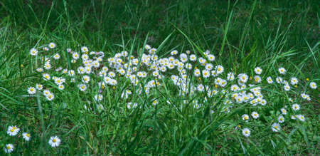 group of wild white bellis or daisy flowering plants on glade in forest or lawn in park with green grass, horizontal outdoors summer botanical stock photo image photography background for wallpaperの写真素材