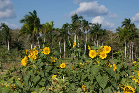 Sunflowers in a tropical landscape, with palm trees backgroundの写真素材