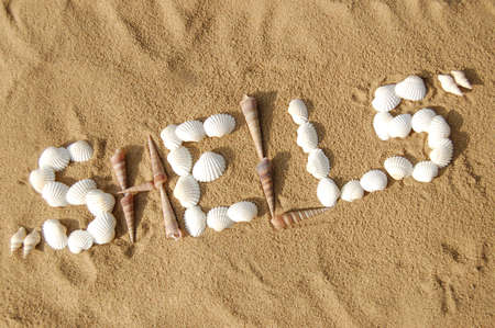 Shells inscriptionの写真素材