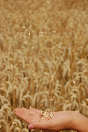 Wheat