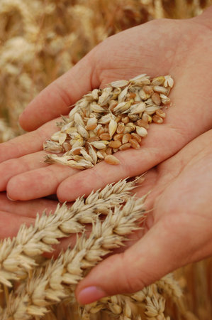 Wheat in hand
