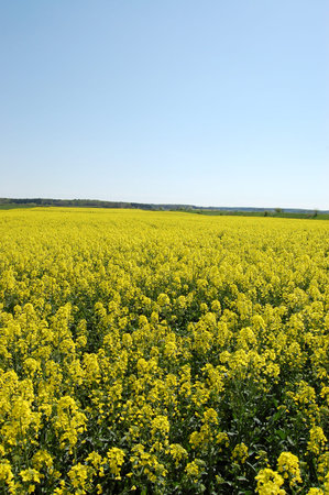 Rape field