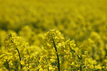 Rape field