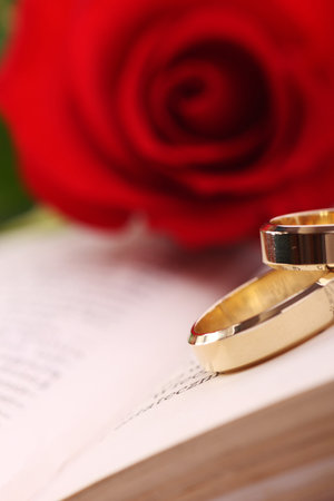 Red rose and gold ringsの写真素材