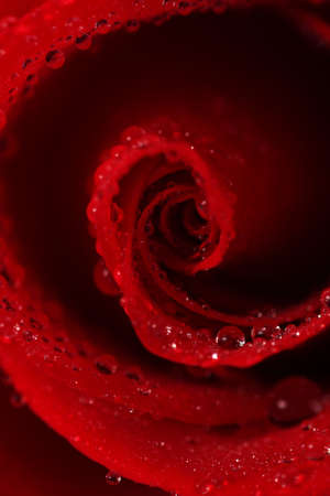 Valentine rose macroの写真素材