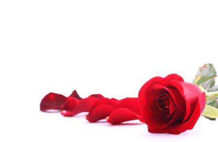 Valentine roseの写真素材