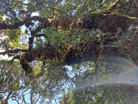 Reflection in the mirror of a tree in the rainforest.の写真素材