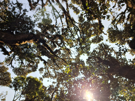Looking up at the canopy of a tree in the jungle of Costa Ricaの写真素材