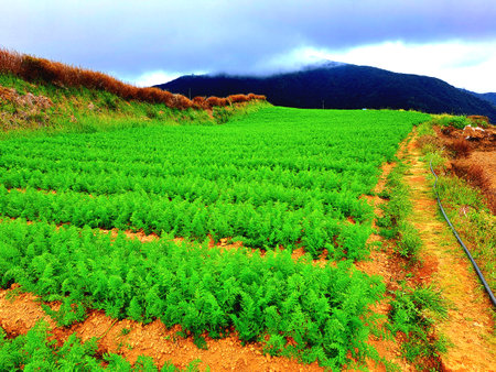 Green Carrot Plantation on the Hillside in the Morning.の写真素材