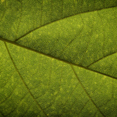 Green leaf background