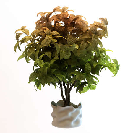 Small decorative treeの写真素材