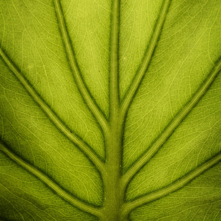 Green leaf texture