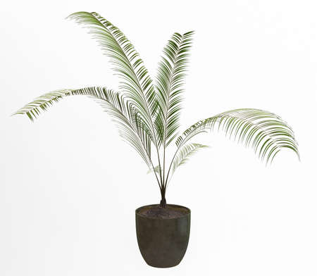 Small decorative tree の写真素材