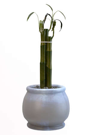Small decorative treeの写真素材