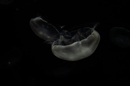 jellyfish in a water tankの写真素材