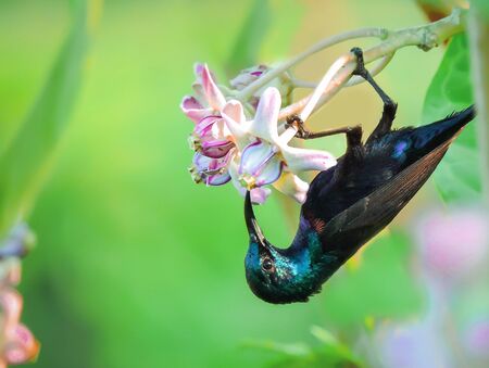Purple sunbirdの写真素材