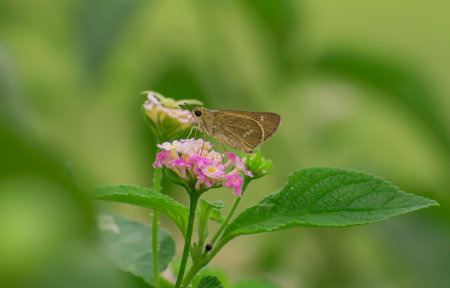 This is butterfly its so cute.Butterfly helps in polination.I love this butterfly.They r very...