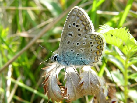 Seated gray-blue butterfly, close-upの写真素材