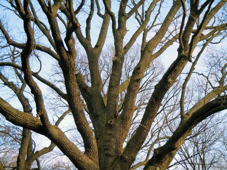 branched oak tree in autumn の写真素材