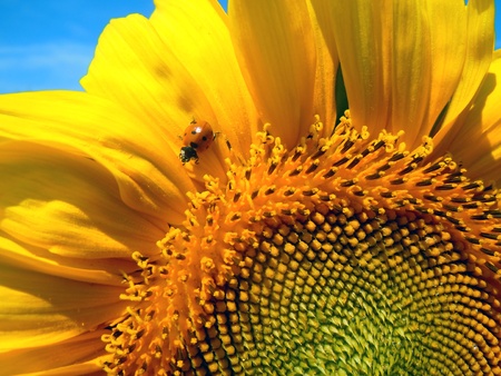 ladybug sitting on a sunflower の写真素材