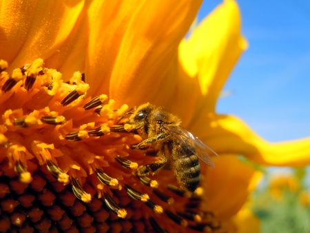 Bee on sunflowerの写真素材