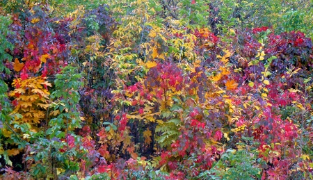 colored leaves of the trees in autumnの写真素材