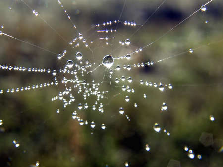 morning dew on a spider webの写真素材