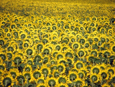 field of sunflowers arranged rear side of flowersの写真素材