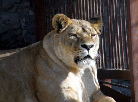 Lioness in zooの写真素材