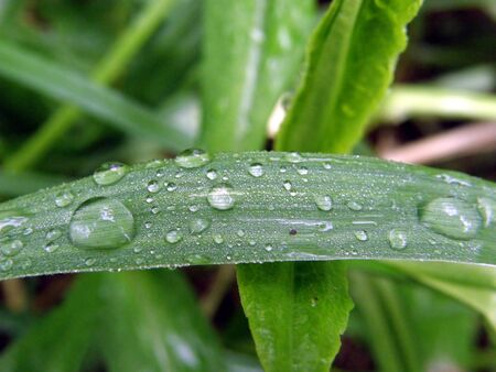Grass dropsの写真素材