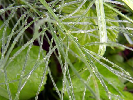 Grass dropsの写真素材