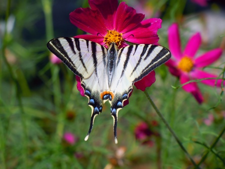 Butterflyの写真素材