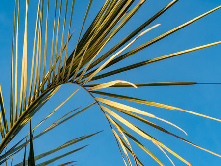 Palm leaf at sunset light