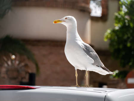 Seagull sitting on car roof close-upの写真素材
