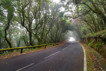 Empty road surrounded by green mossy trees, Tenerife, Anagaの写真素材