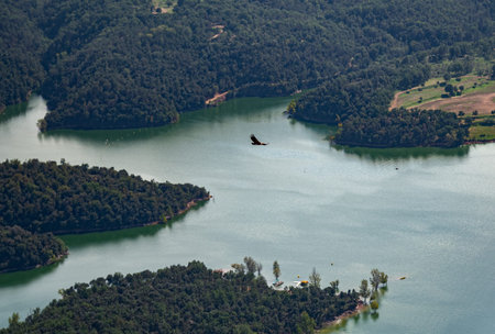 Falcon flying over the water and forest