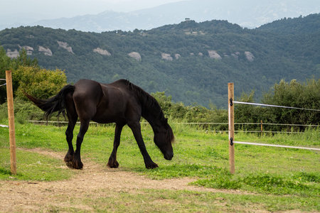 Black horse grazes in a meadow