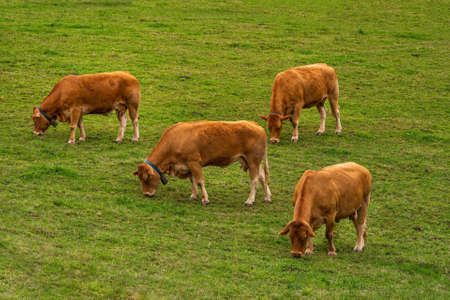 Four brown cows pasturing on the green hill on cloudy day. Basque Country, Spain.の写真素材
