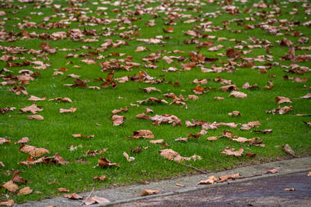 Autumn orange maple leaves on lawn in a city parkの写真素材