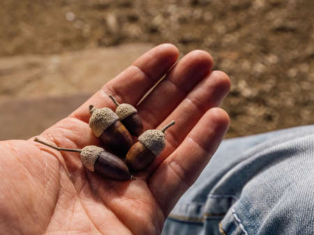 Mans hand holding brown acorns in a fall parkの写真素材