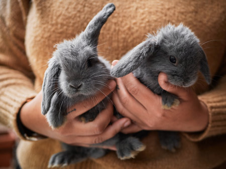 Woman holding little gray rabbits in her hands, close upの写真素材
