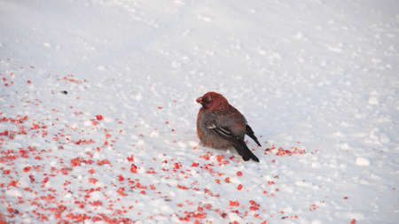 Gray bird with a red breast on the snow near rowanberry. Bullfinch in winter timeの写真素材
