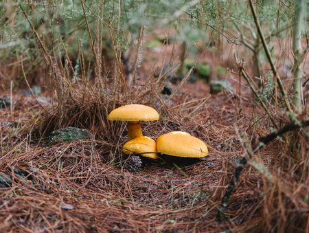 Three yellow false chanterelle mushrooms on the pine forest floor, selective focus