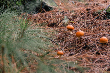 Few poisonous inedible mushrooms among dry needles in a forest with blurred tree branch at the foreground.の写真素材